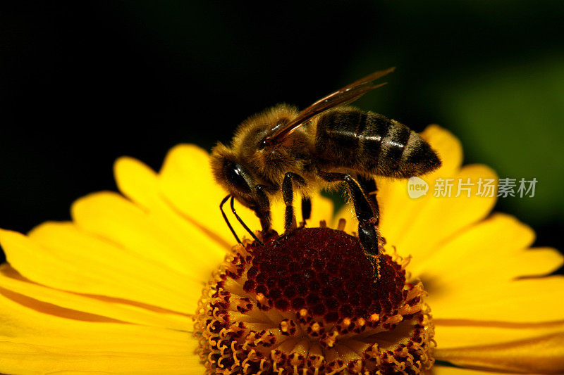 一只蜜蜂在黄色雏菊上