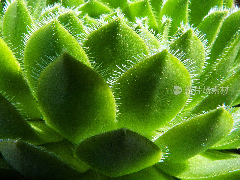 绿色肉质抽象自然模式植物背景几何对称