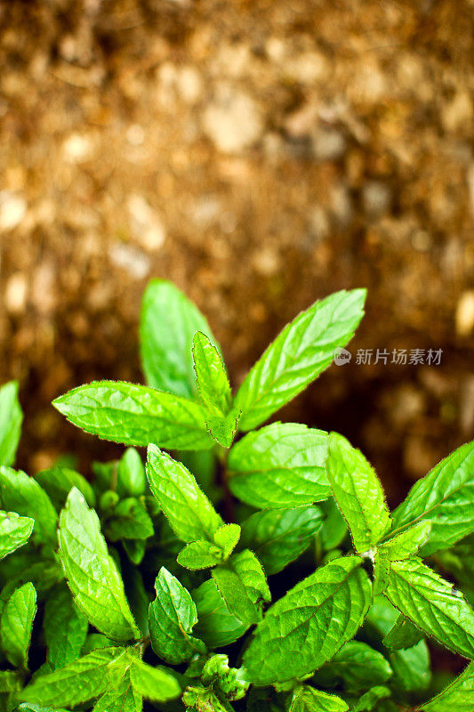 俯视图的薄荷植物和污垢