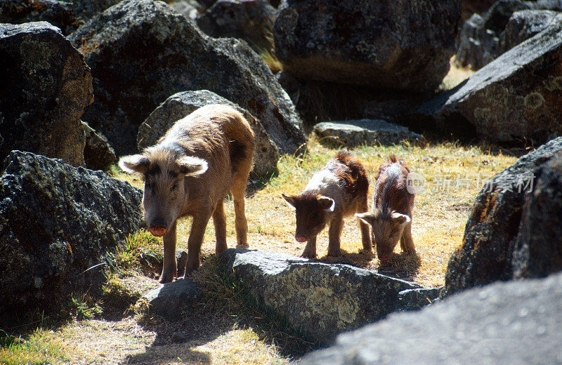 秘鲁的三只猪