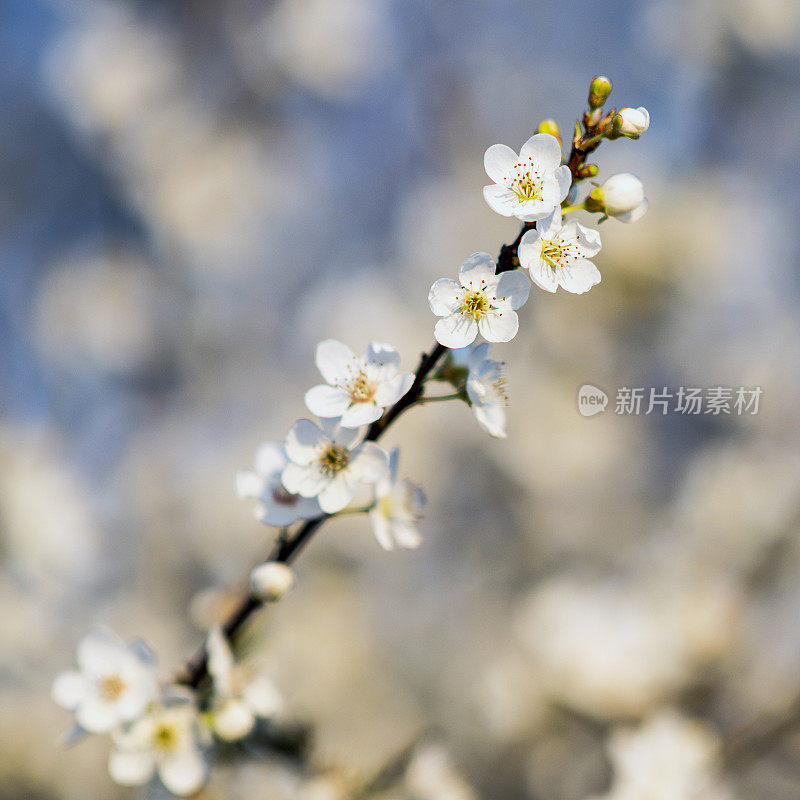 梅花