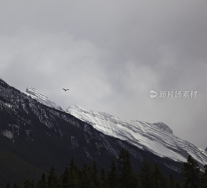加拿大兰德尔班夫山上空的鹰