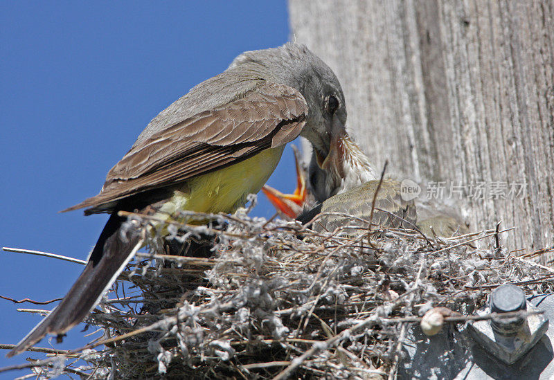 西部的王者鸟正在喂养婴儿