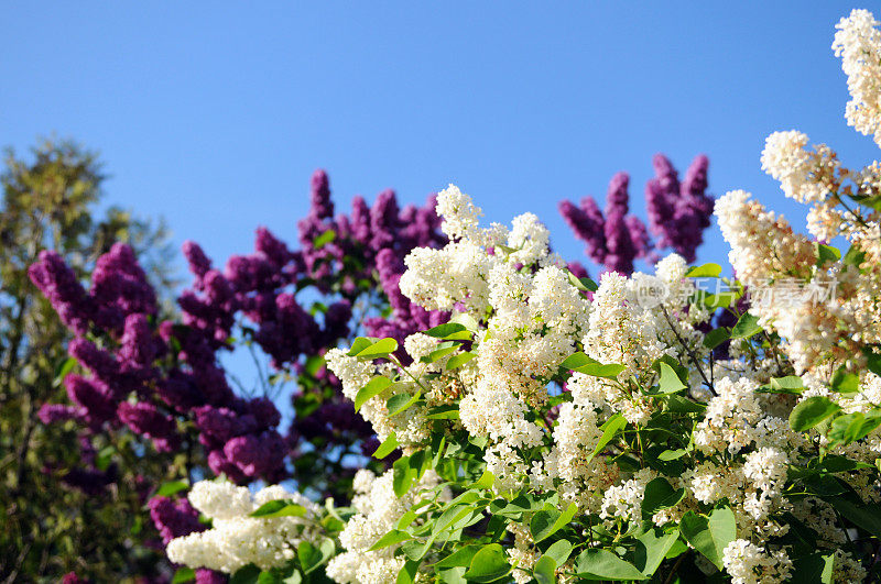 一群白色和紫色的紫丁香在春天户外
