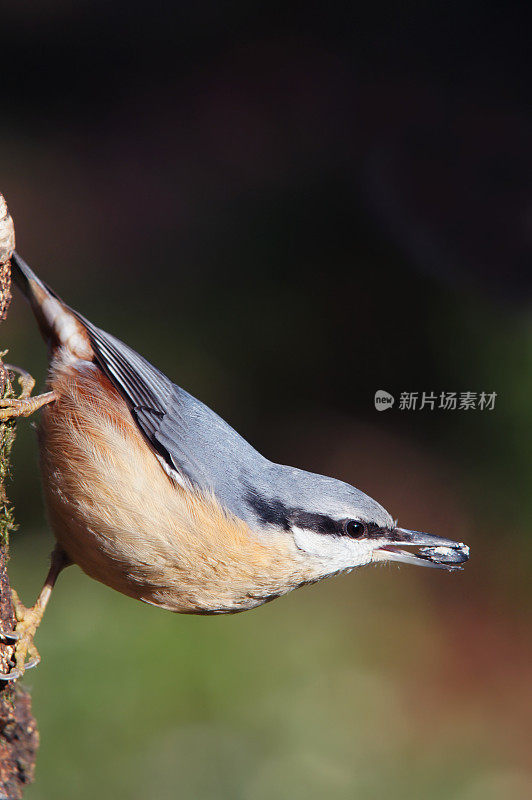 站在欧洲的饲料