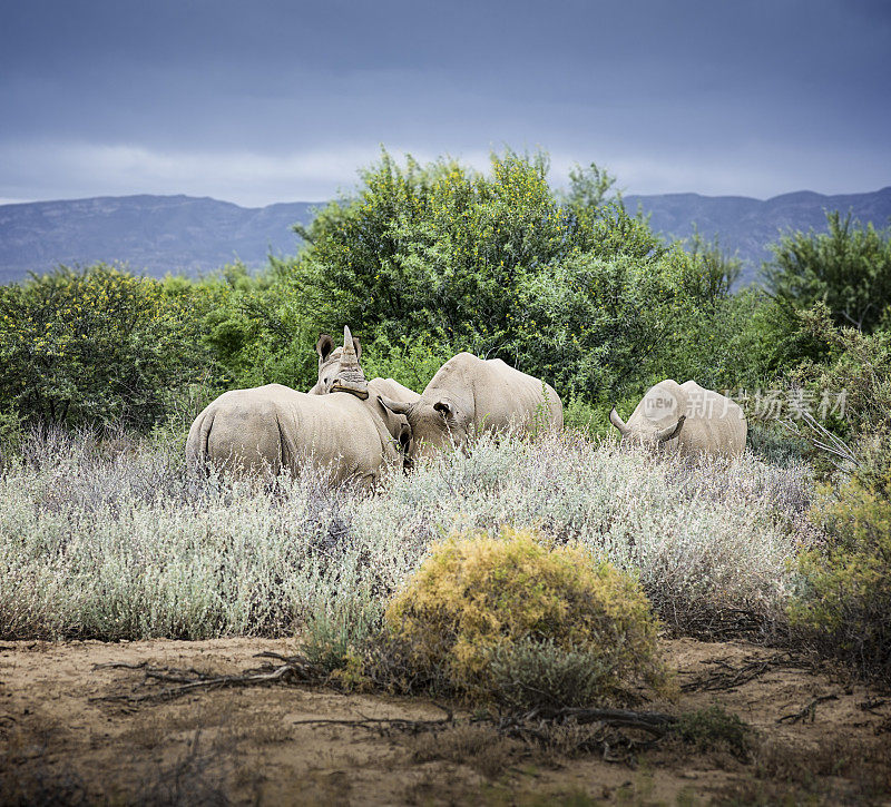 野生非洲白犀牛。