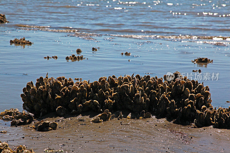 道夫斯基岛海滩上的牡蛎群