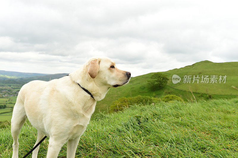 拉布拉多寻回犬