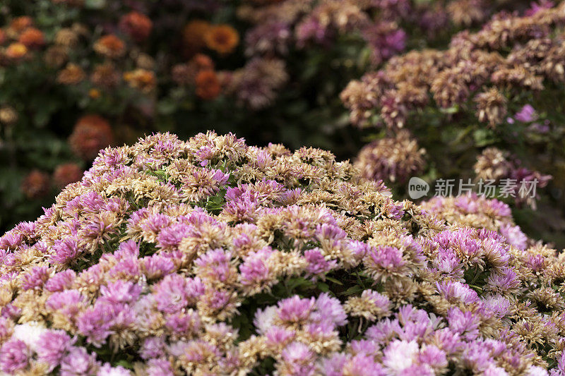 菊花在秋天