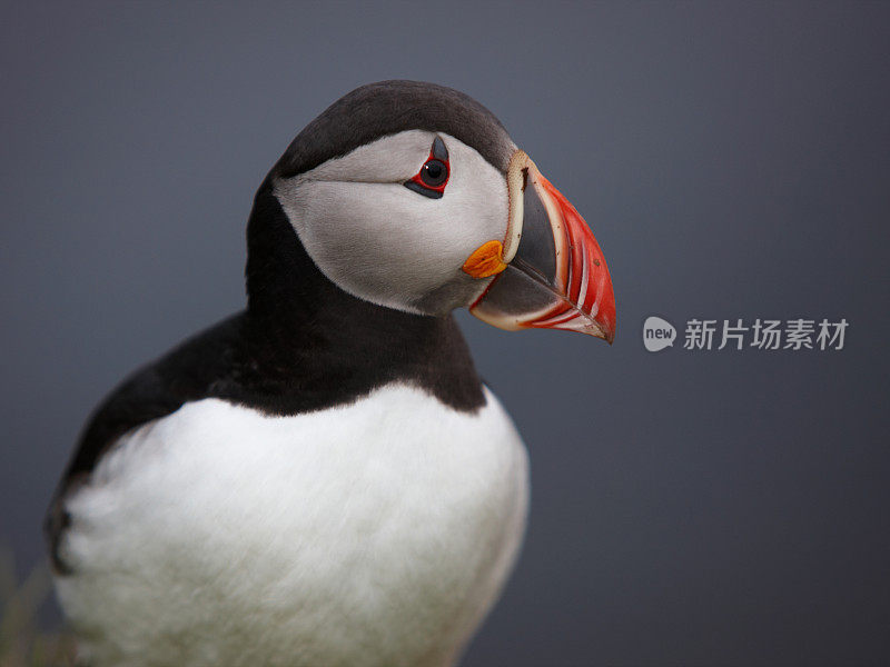 大西洋海雀