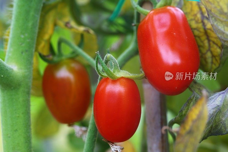 鲜红成熟的李子番茄在温室植株上