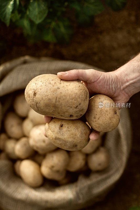 农民的手捧着土豆丰收