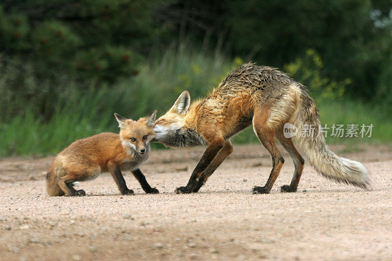 红狐狸妈妈和小科罗拉多