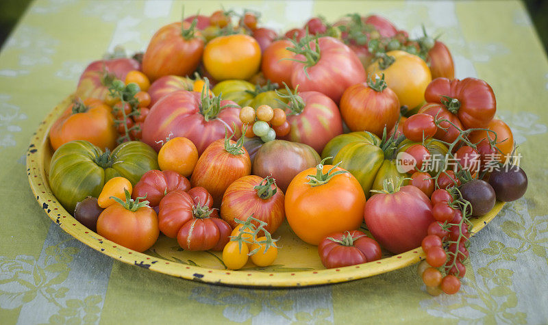 传家宝番茄的分类
