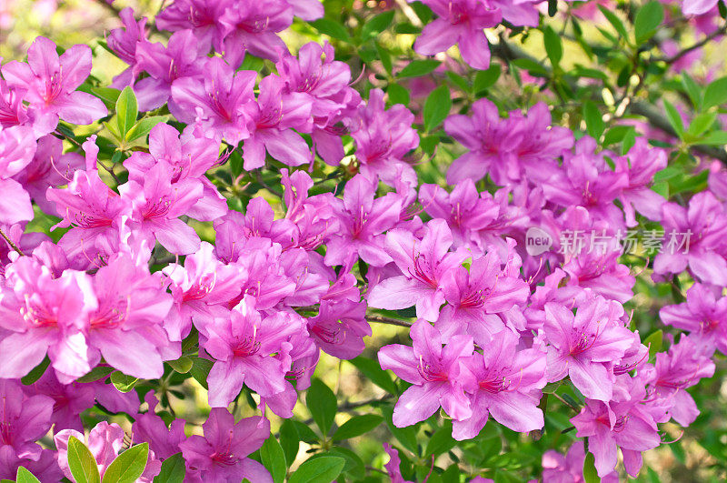 春季在植物园里盛开的粉红色杜鹃花