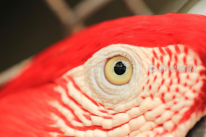 金刚鹦鹉的眼睛