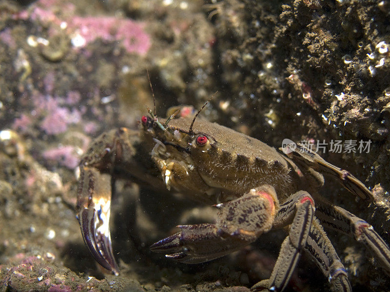 天鹅绒梭子蟹近距离