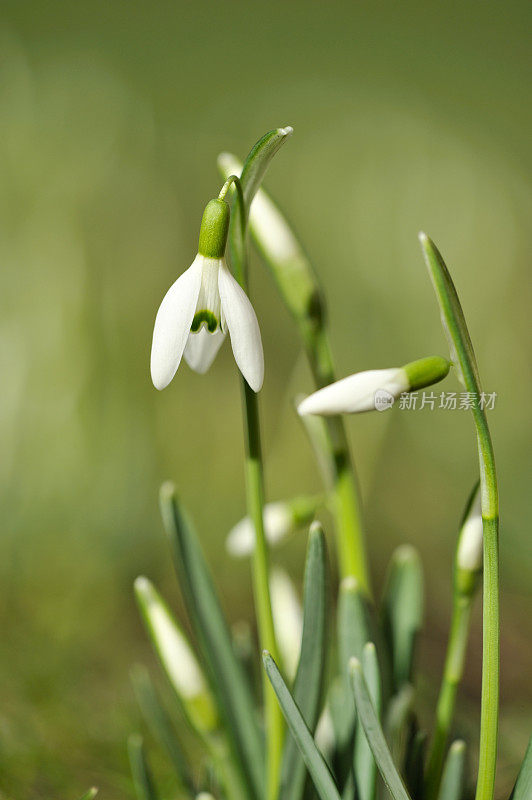 雪花莲