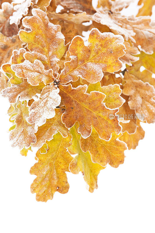 霜冻的橡树叶在冬天孤立在白色