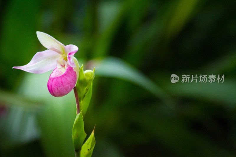 热带森林里的女鞋兰花