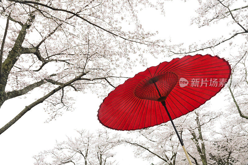 日本春天的雨伞