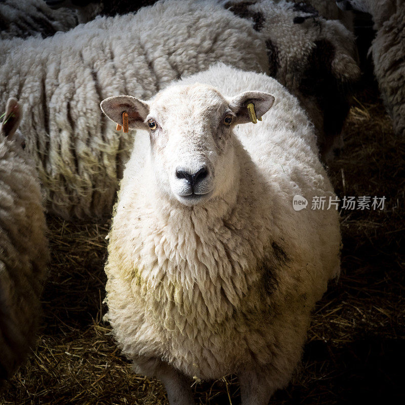 羊圈里的绵羊