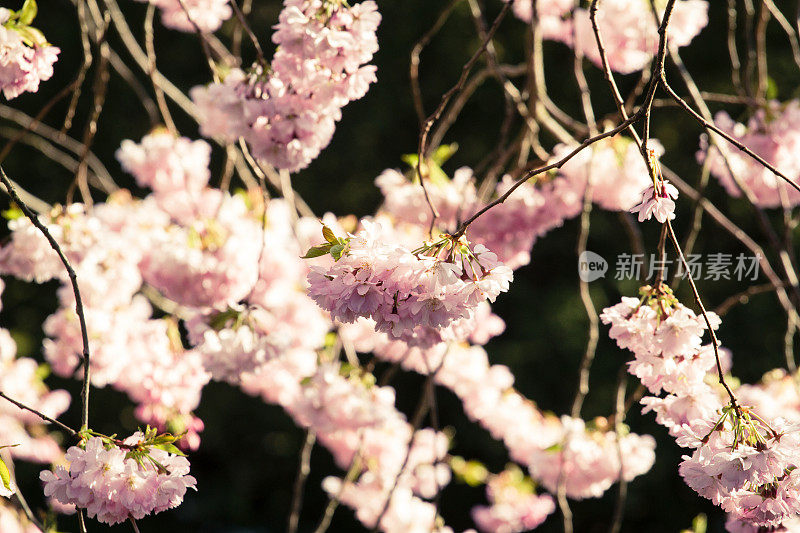 日本樱花