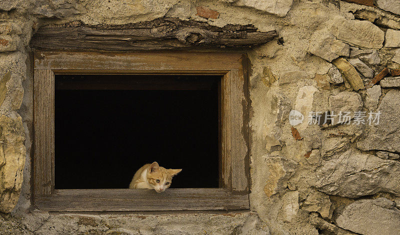 小猫坐在开着的窗户里