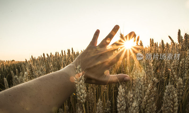 阳光在小麦上的手指间