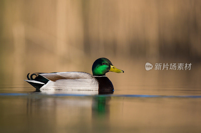 鸭子的鸟