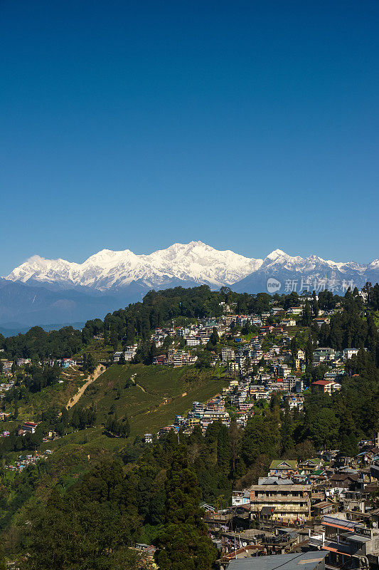 以喜马拉雅山为背景的大吉岭茶园