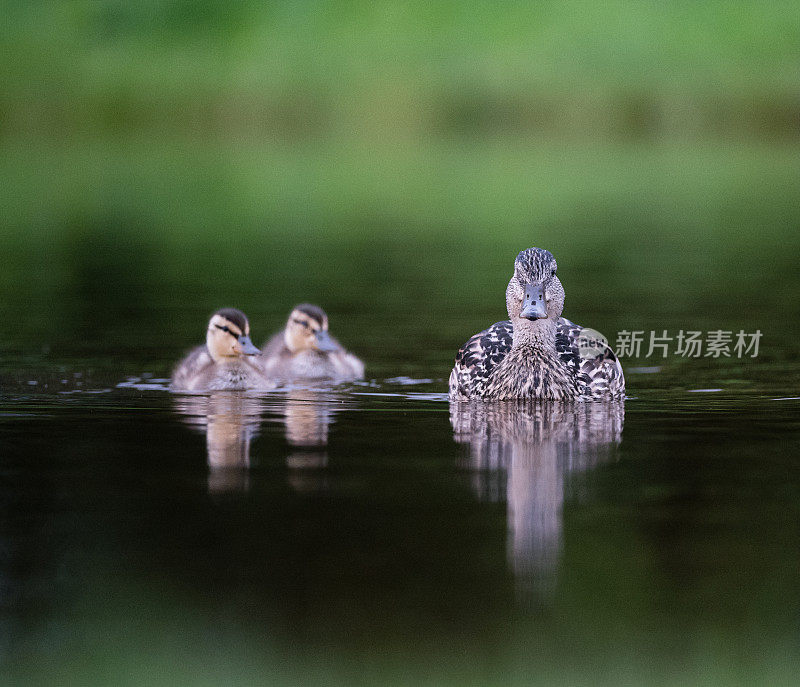 一只母野鸭和两只小鸭子在水上游泳