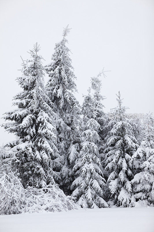 冷杉被雪裹得瑟瑟发抖