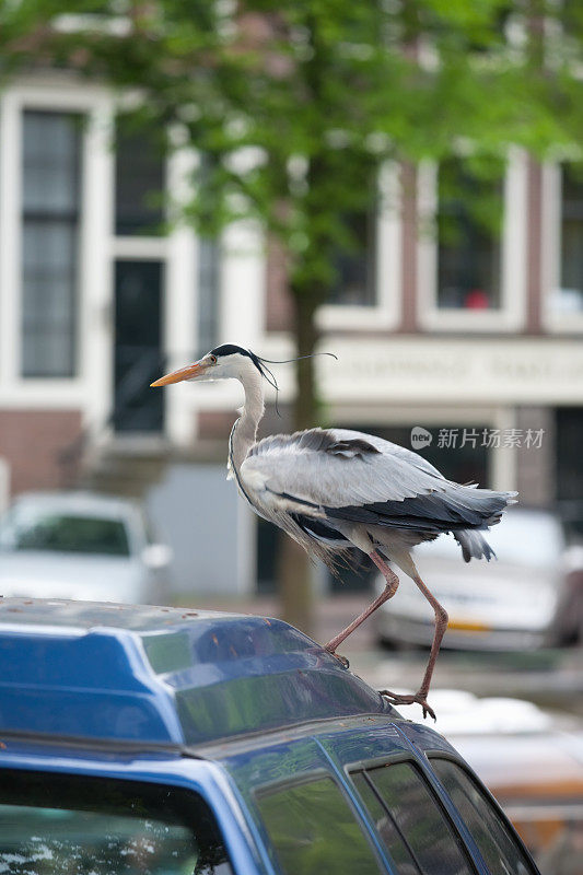 阿姆斯特丹的鸟在车上