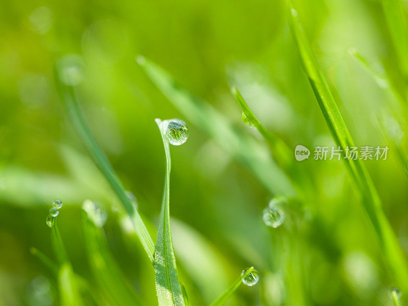 草上的露珠折射出更多的叶片