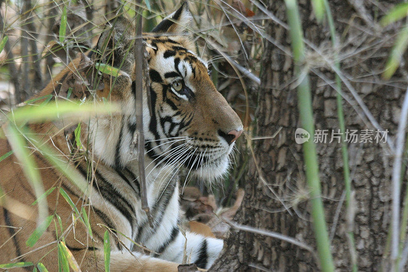 野虎伪装竹森林班德哈加国家公园印度