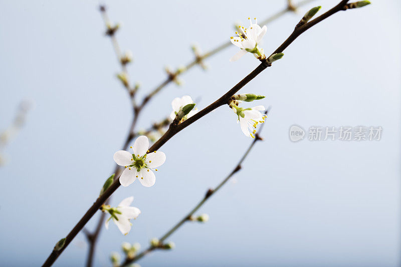 黑刺李花朵