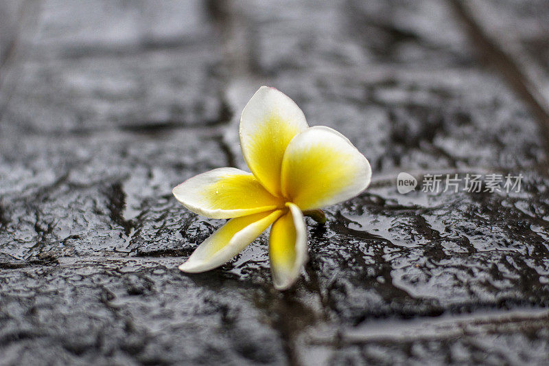 花瓣落在潮湿的地面上