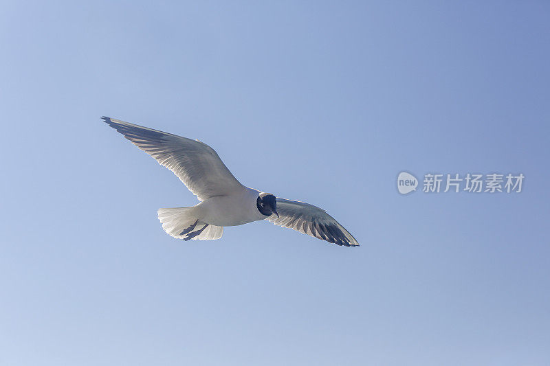 海鸥在土耳其伊斯坦布尔的博斯普鲁斯海峡飞翔