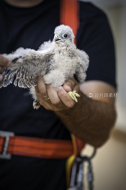 红隼之后带