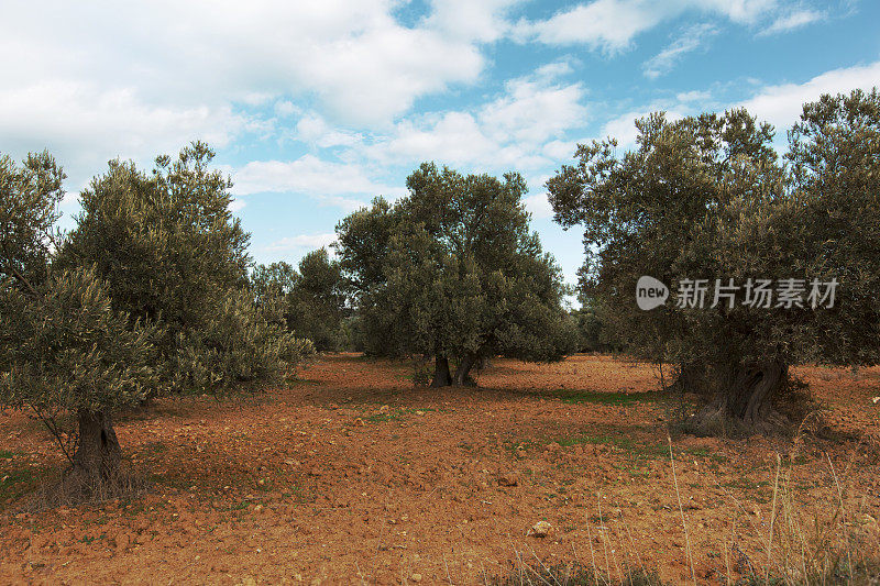 橄榄树领域