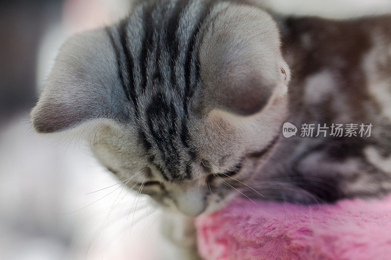 小斑猫凯蒂低下头往下看