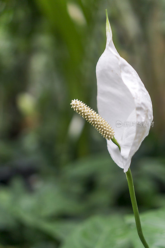 空心菜