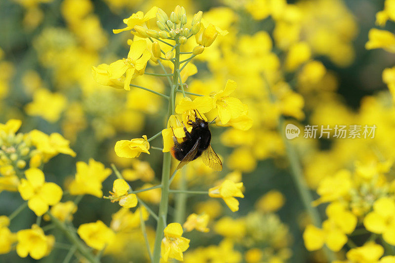 大黄蜂对油菜的研究