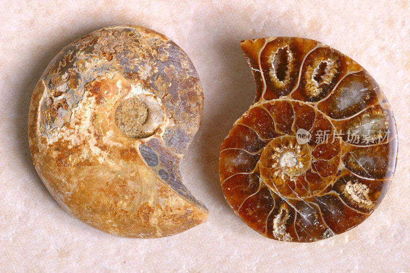 化石鹦鹉螺从里到外