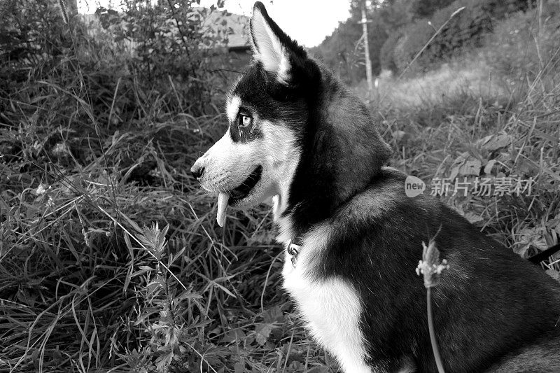 哈士奇幼犬概要