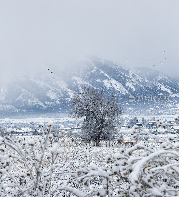 美国犹他州沃萨奇山脉冬季暴风雪