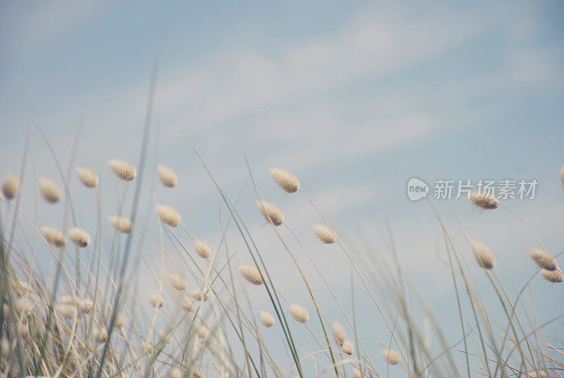 梦幻夏天棉花尾草背景