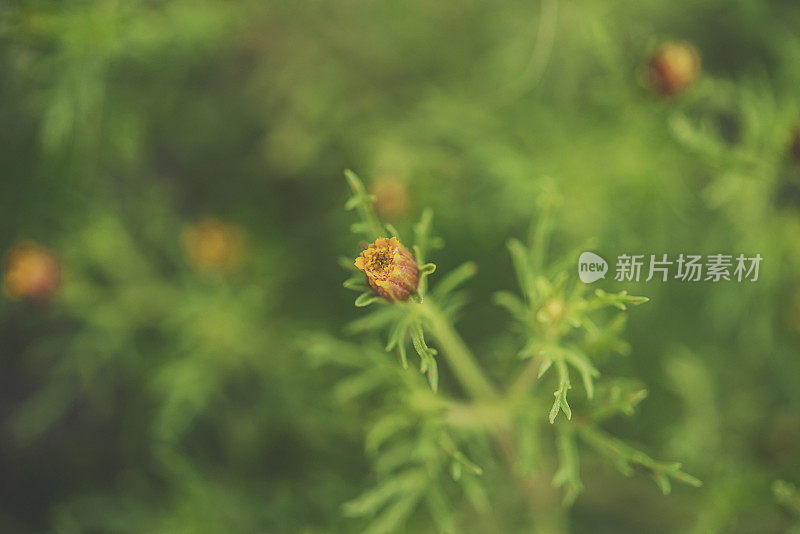 夏日阳光下野生的橙色小花