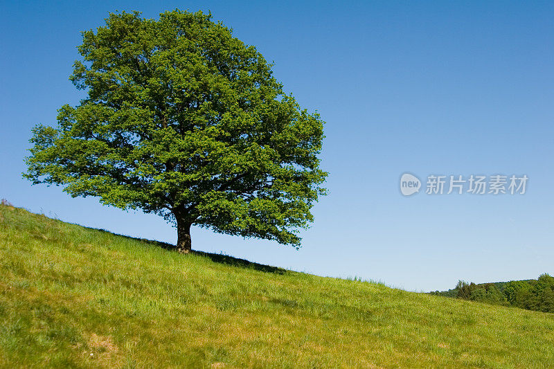 春天山上的一棵孤独的树